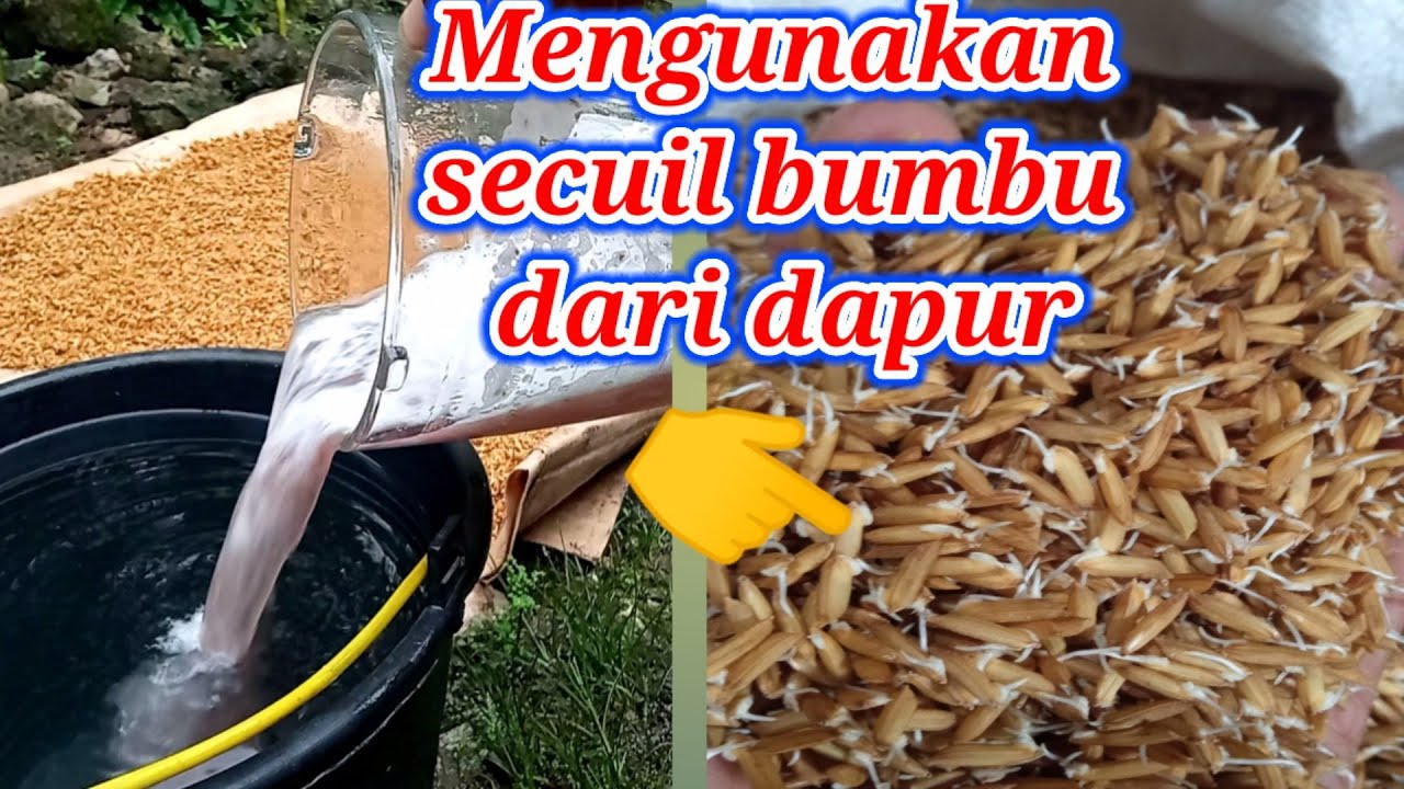 Perlakuan benih padi supaya berkecambah semua.