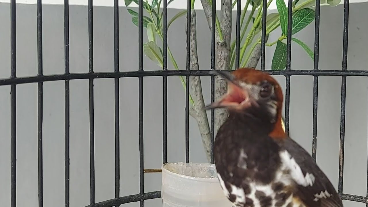 Suara Anis Kembang Gacor Full isian Cocok Buat MAsteran & Pancingan Anis Kembang Bisu Vol 114