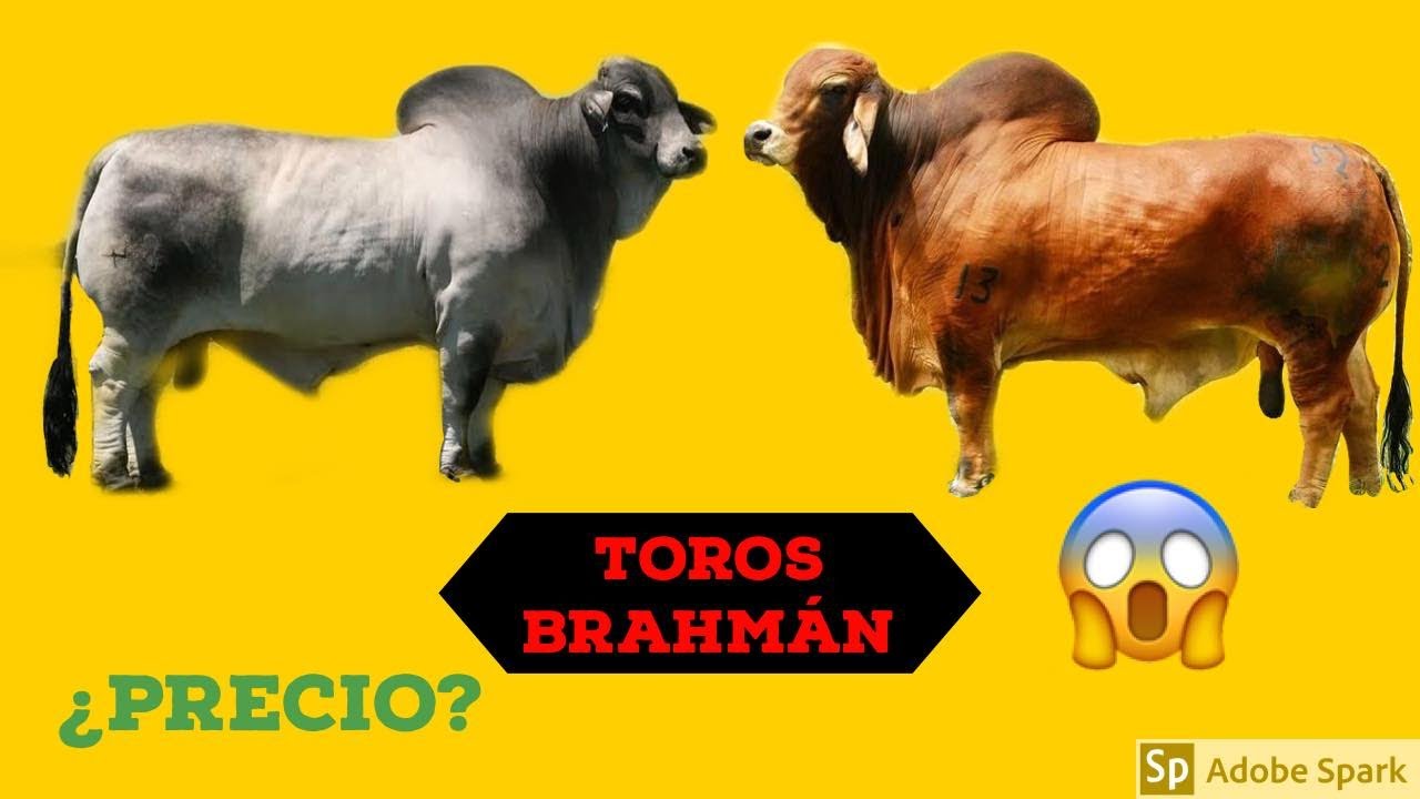 PRECIO DE TOROS BRAHMAN GRIS Y ROJO.- TIERRA CALIENTE GUERRERO