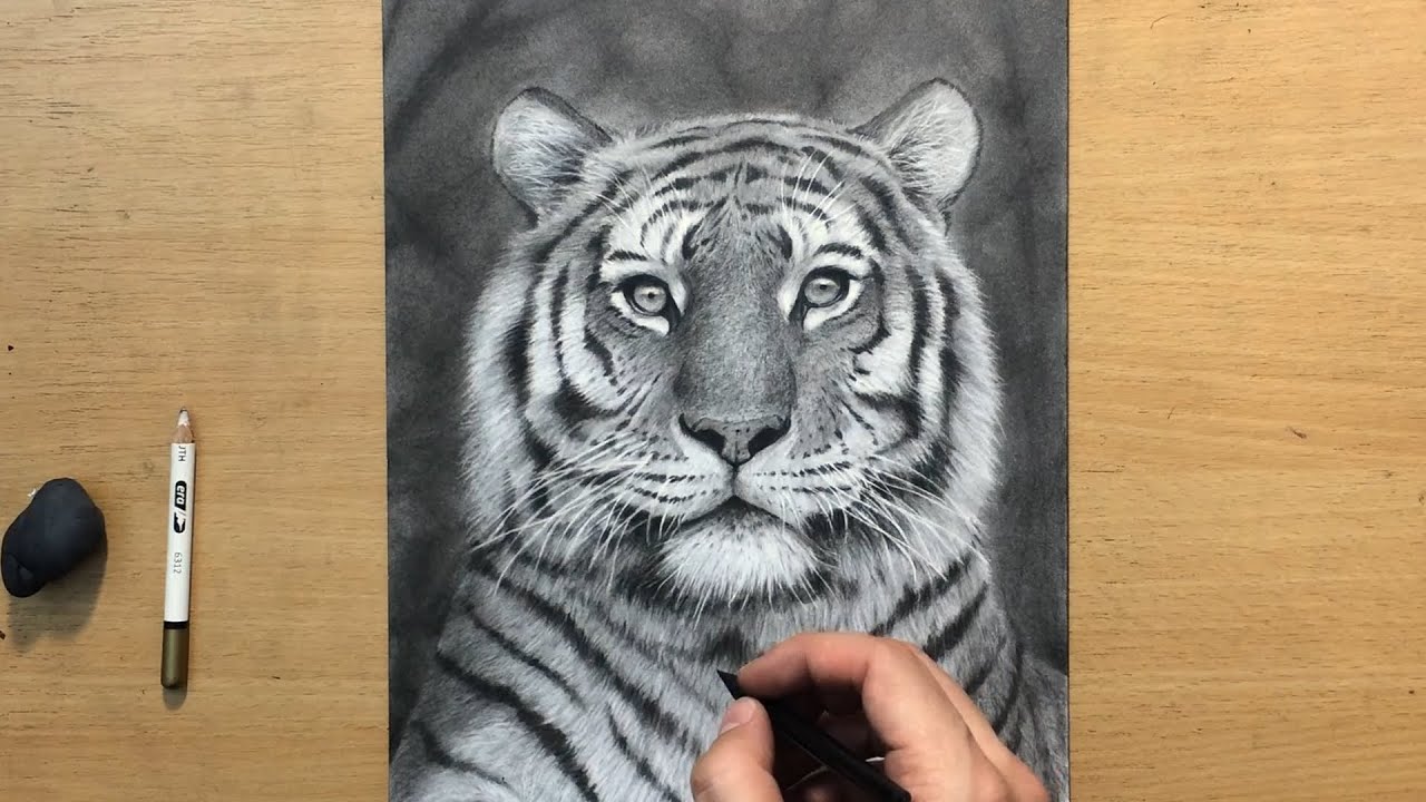 Tiger Charcoal Drawing