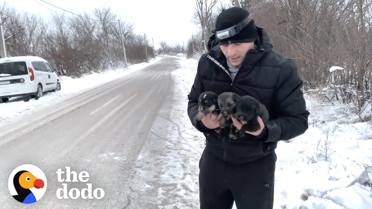 Brave Mama Dog Asks Strangers To Save Her Babies | The Dodo