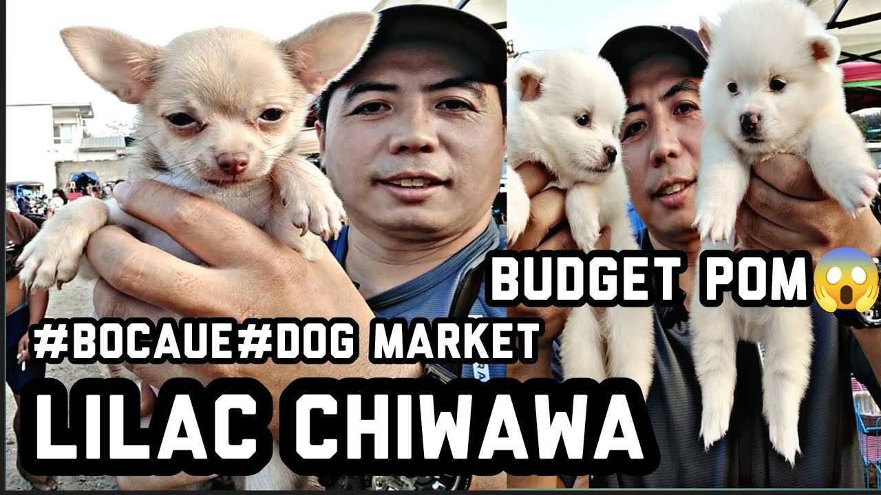 #Bocaue petmarket#Dog Market#Super Cute na chiwawa#budget Pomeranian 😱👍❤️
