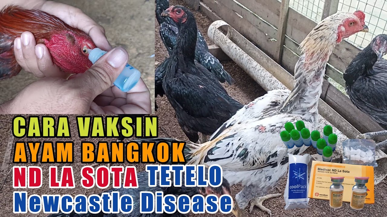 Ternak Ayam Bangkok Cara Vaksin Ayam Bangkok ND La Sota II ND (Newcastle Disease) Tetelo