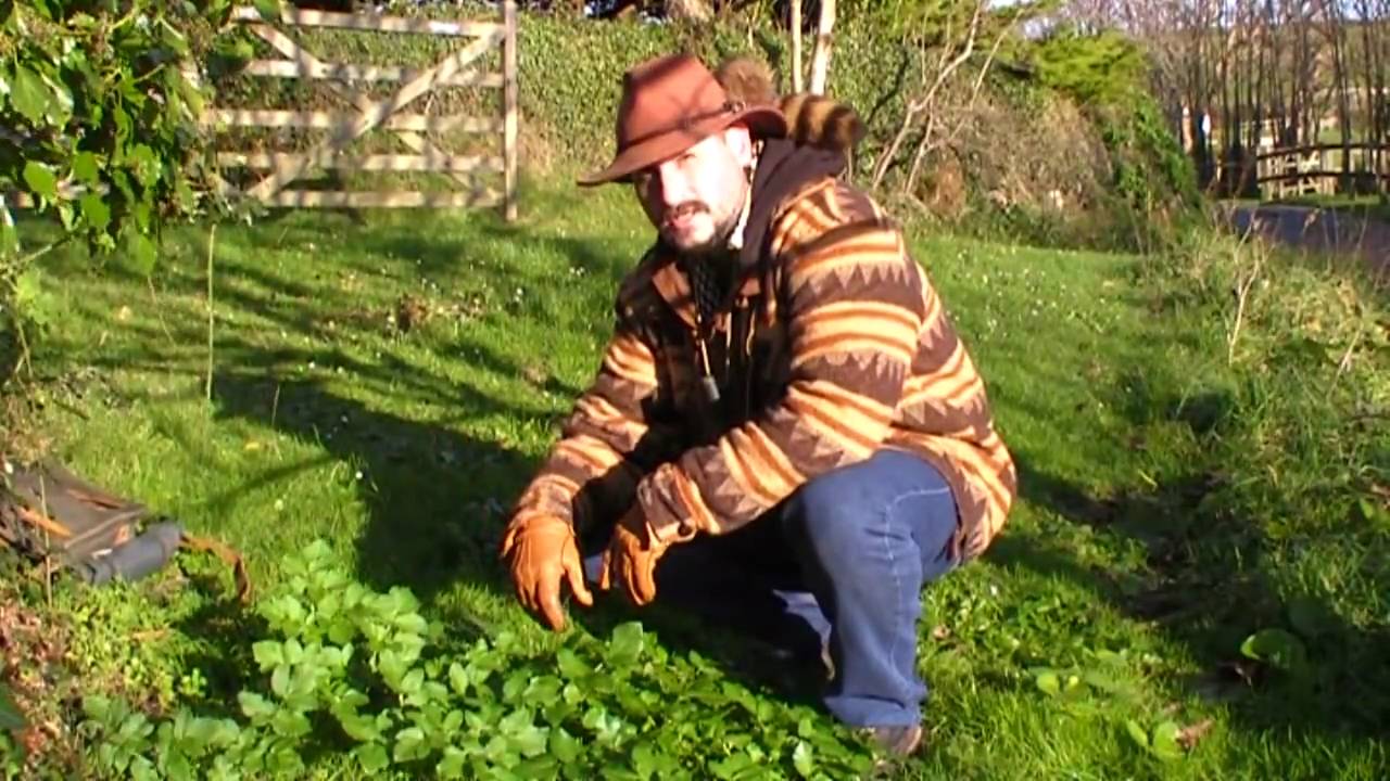 Alexanders - Wild Food in December - Coastal Edibles