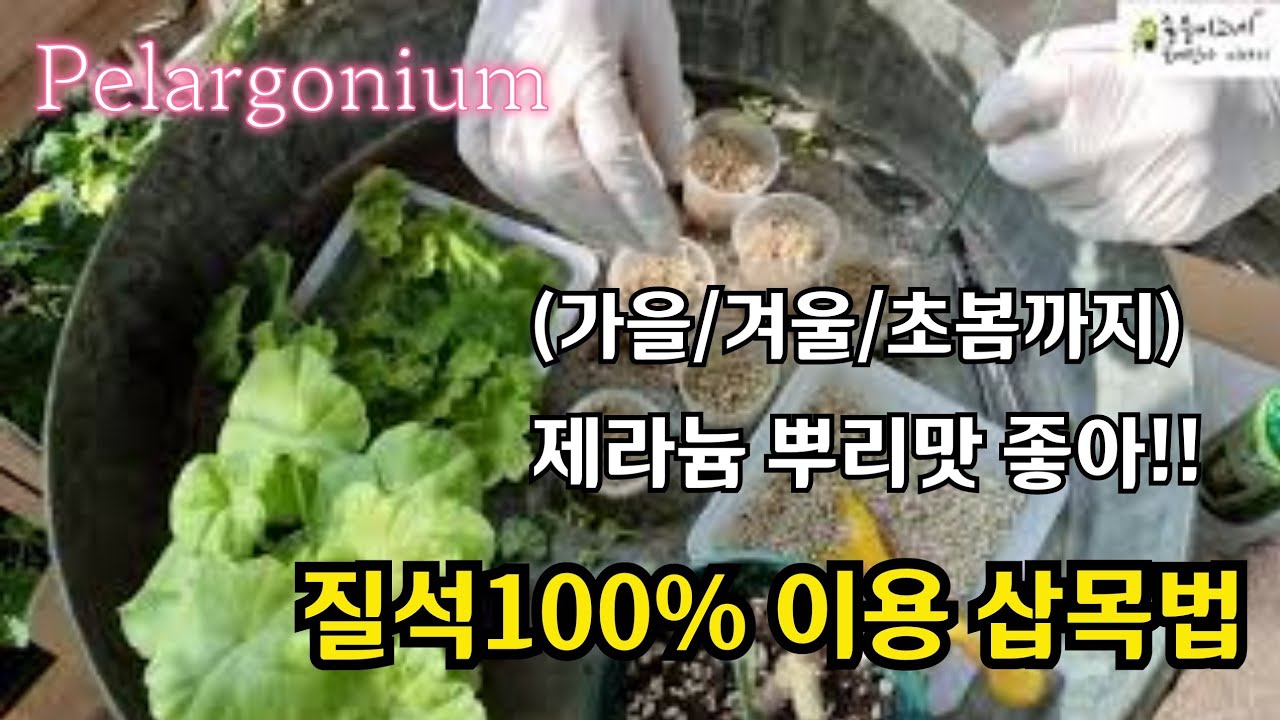 #pelargonium  내게 맞는 #제라늄 삽목법 탐구//  #질석100%이용 삽목법
