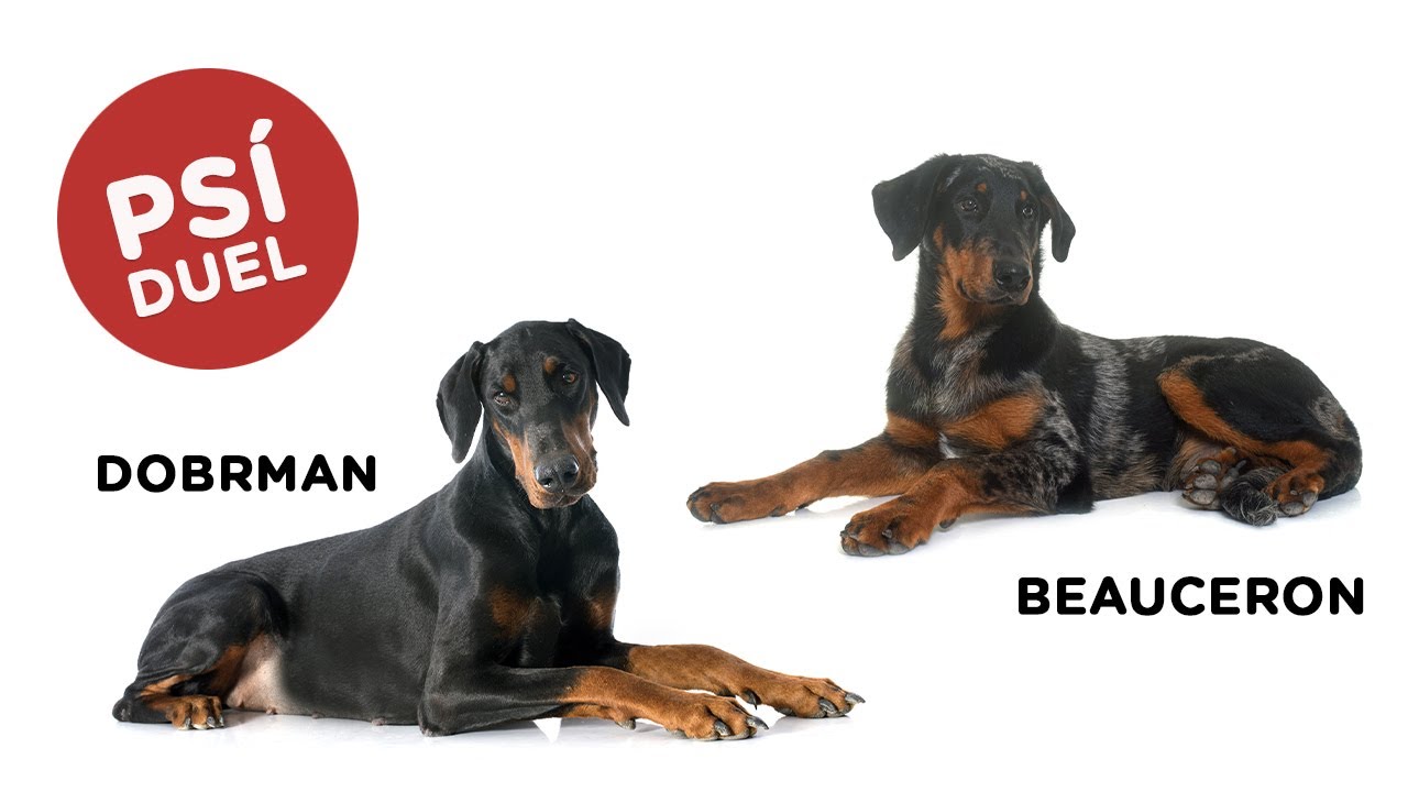 Psí duel - Dobrman vs Beauceron - Tlapka TV
