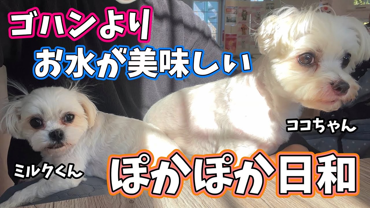 ゴハンより お水が美味しい ぽかぽか日和★ココちゃん・ミルクくん★