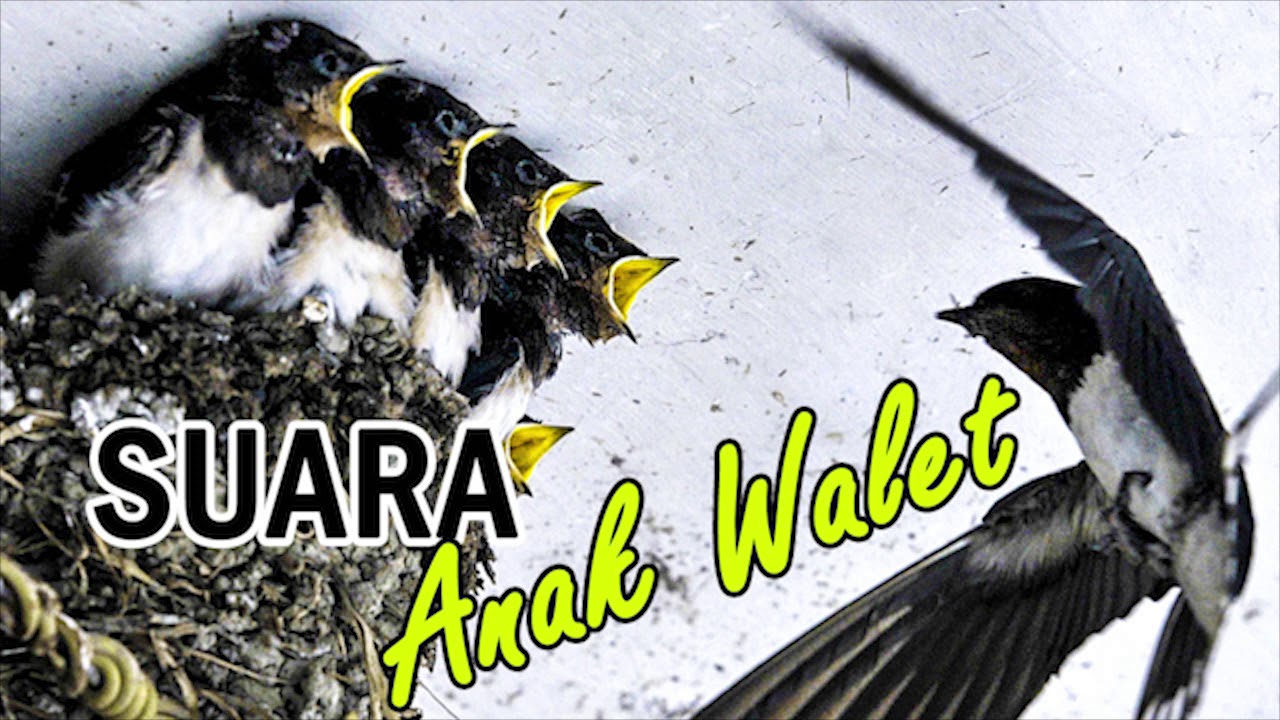 Suara anak walet, piyek walet