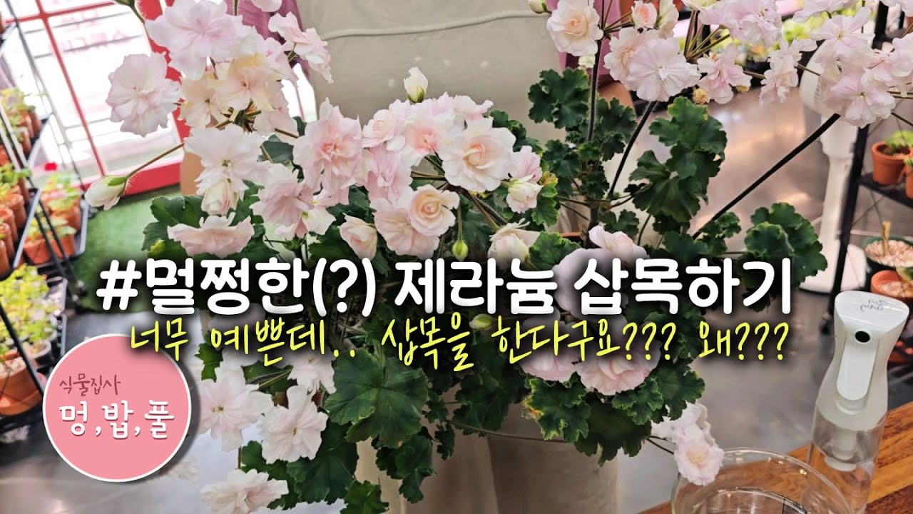 제라늄,멀쩡할 때 삽목 #iv인스피레이션 #멀쩡할때삽목 #여름삽목 #뿌리뿌리 #멍밥풀과습해결
