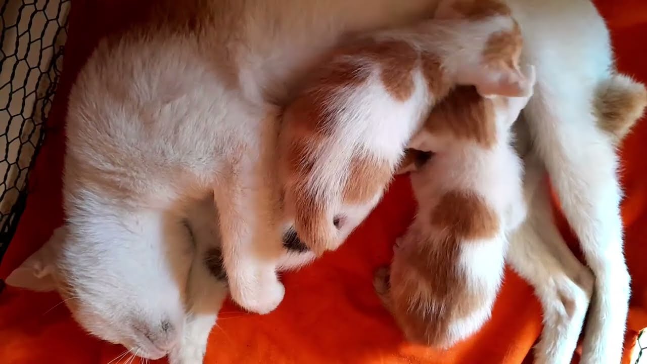 Cute baby kittens are getting milk from mom cat 