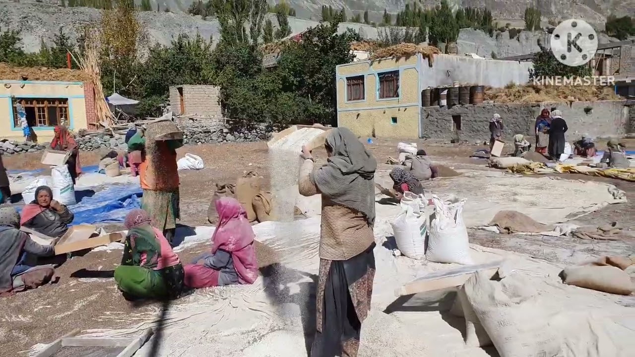 Buckwheat season in Bogdang Village PURE and No 1