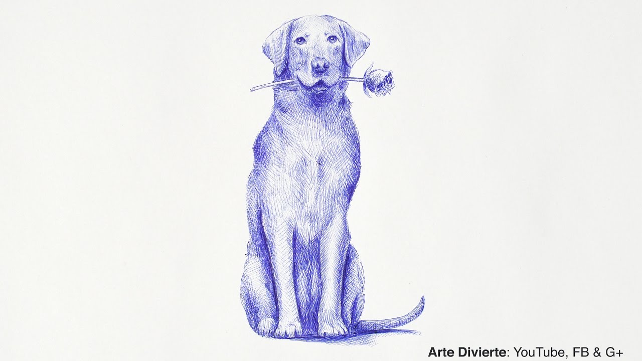 Cómo dibujar un peroo labrador retriever - Narrado, paso a paso