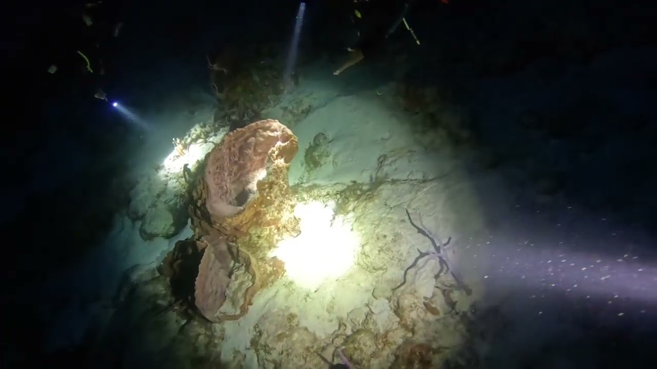 Night dive in Cozumel