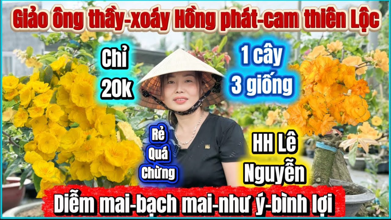 8-3-2026☎️098 555 6612 📲mai giống mới giá rẻ xoáy Hồng phát-giảo ông thầy-cam thiên Lộc 