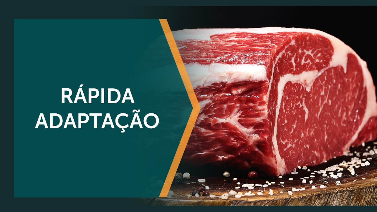 Carne Angus, de origem brit&acirc;nica, conquista o Brasil