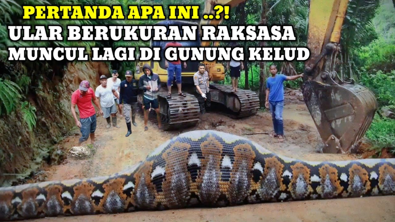 Heboh !! Ular Naga Raksasa Penjaga Situs Raja Muncul Lagi Digunung Kelud Disaksikan Warga