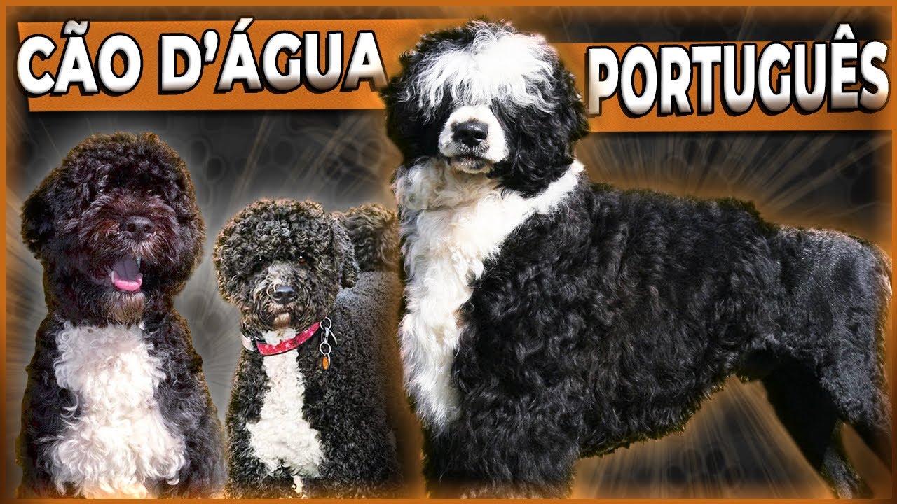 CÃO D´ÁGUA PORTUGUÊS - Tudo sobre a raça #caodaguaportugues