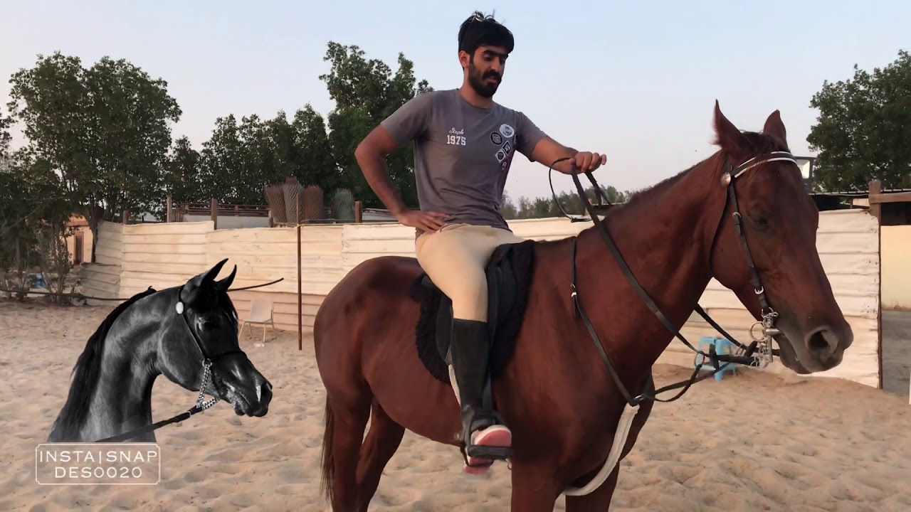 سلسة اساسيات  ركوب الخيل 3 - طريقة الثبات على ظهر الجواد - كانتر ( الهذب ) النصري الجزء الثالث