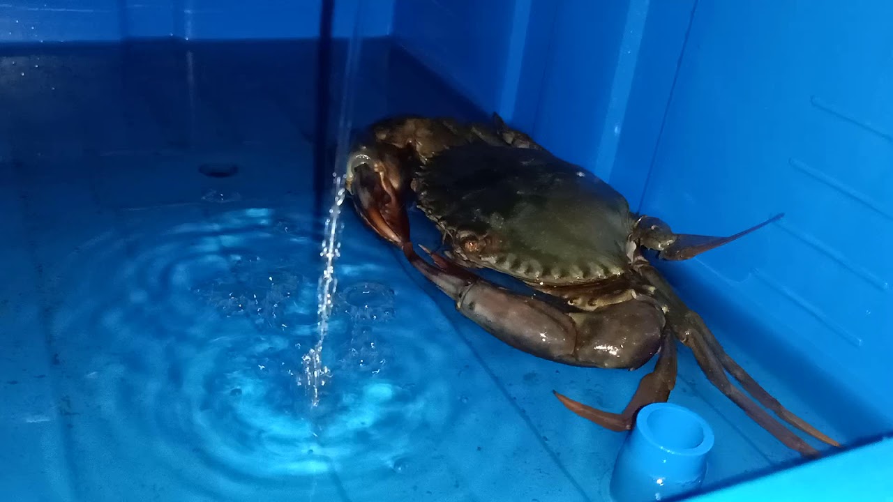 feeding mud crabs before harvest