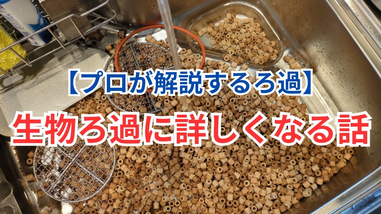 【ろ過の基礎のお話】生物濾過の本体は〇〇です！
