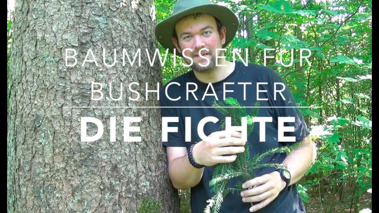 Gemeine Fichte (Picea abies) Teil 2:  Verwendung (Baumwissen für Bushcrafter)
