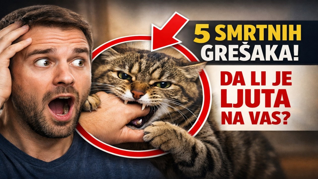 5 SMRTNIH GREŠAKA u maženju mačke! 🙀 Da li je ZATO ljuta na vas?
