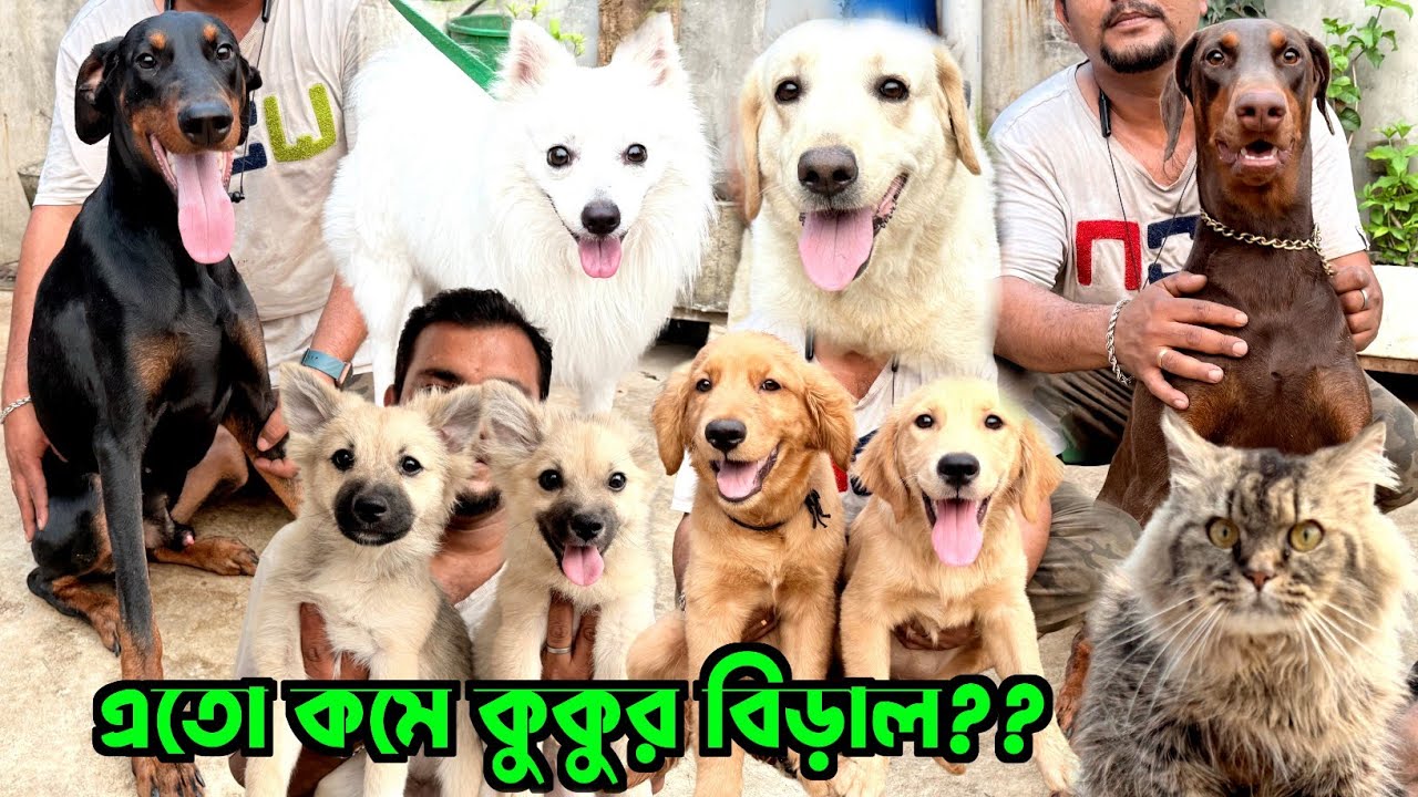 Dog-Puppies-Cat OFFERS Price in Habra. Dog Kennel in Habra. Dog Market in Kolkata Price.