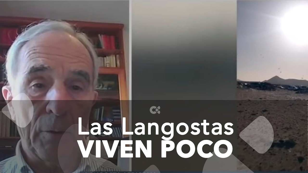 Las langostas pueden morir al poco tiempo de llegar
