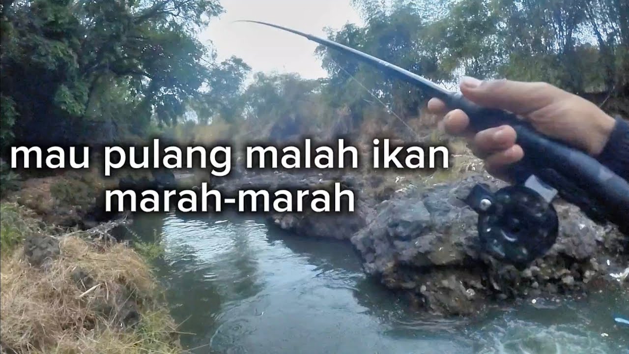 SAMBARAN IKAN JADI GANAS DI SAAT HARI MULAI GELAP❗