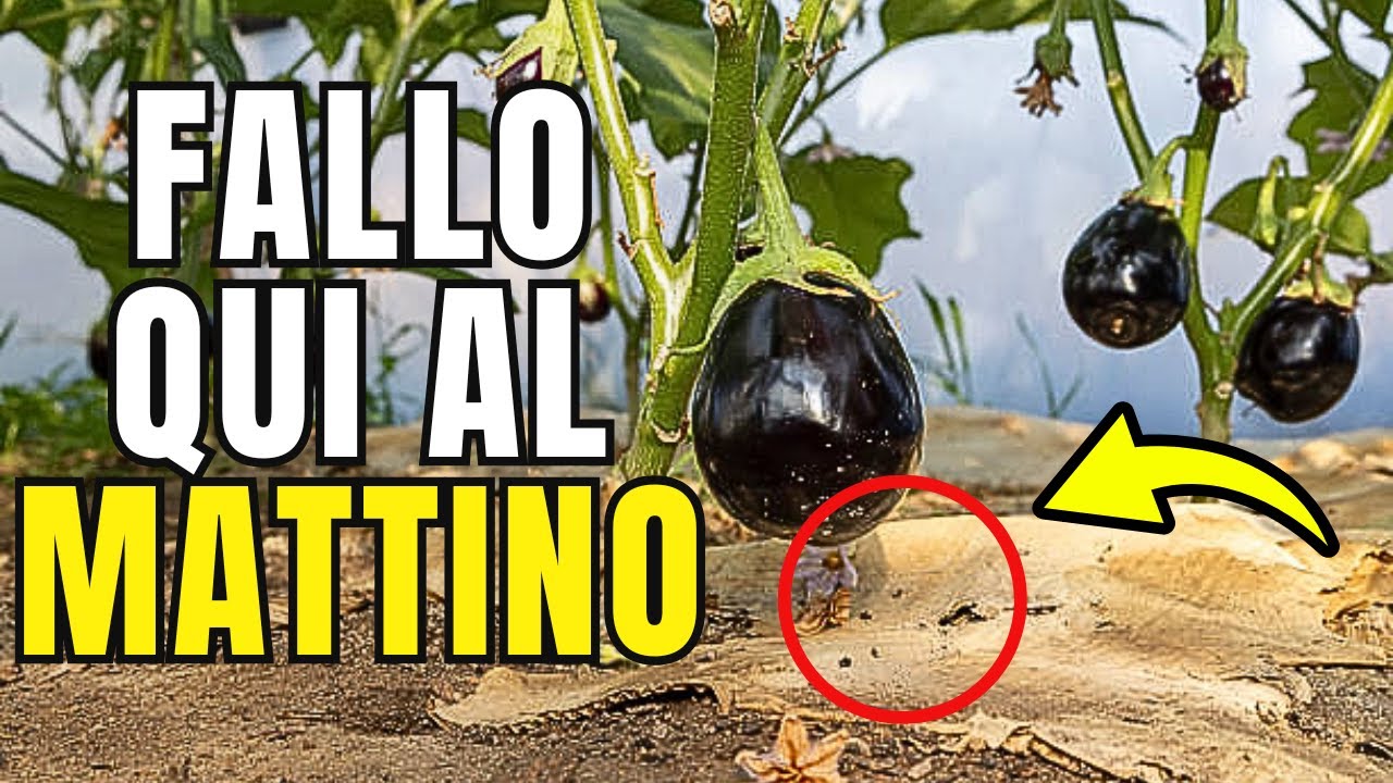 &Egrave; cos&igrave; che si coltiva una MELANZANA grande, Fertilizzazione e Potatura!