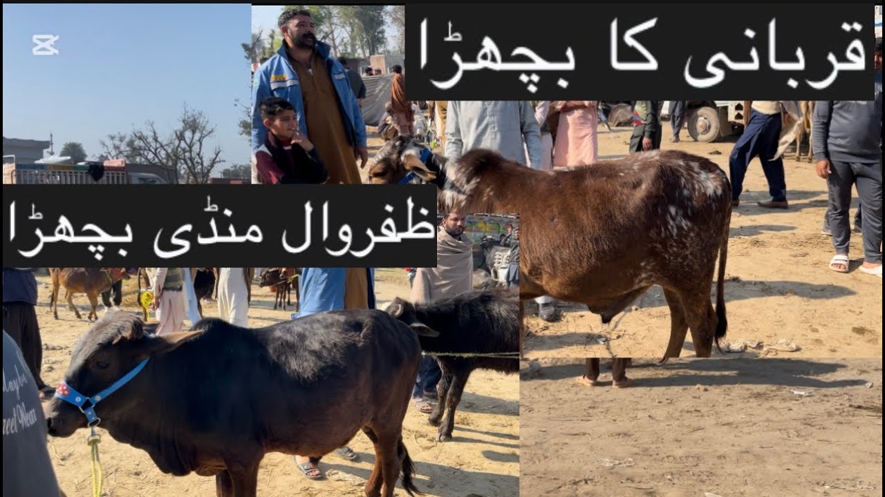 ظفروال منڈی قربانی کا بچھڑا🐄🐄🐂🐂🐂Adil chohan