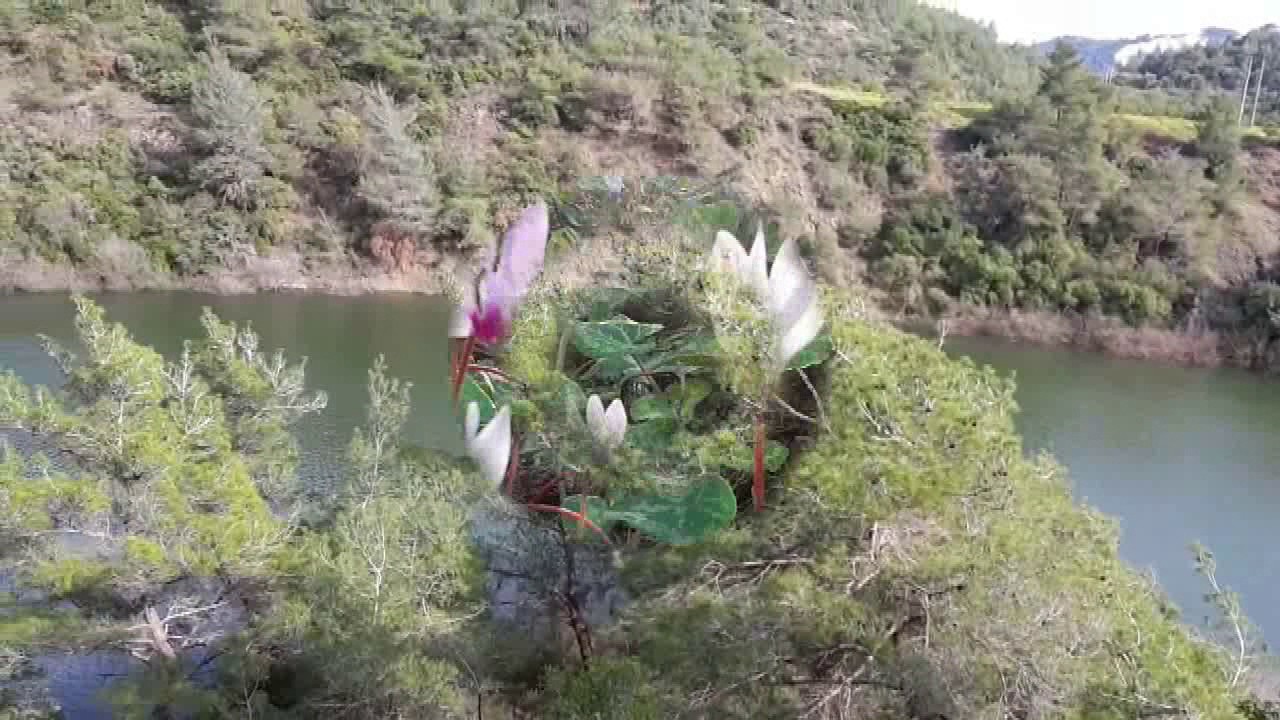 مشقيتا جنة الله على الأرض اللاذقية - سوريا