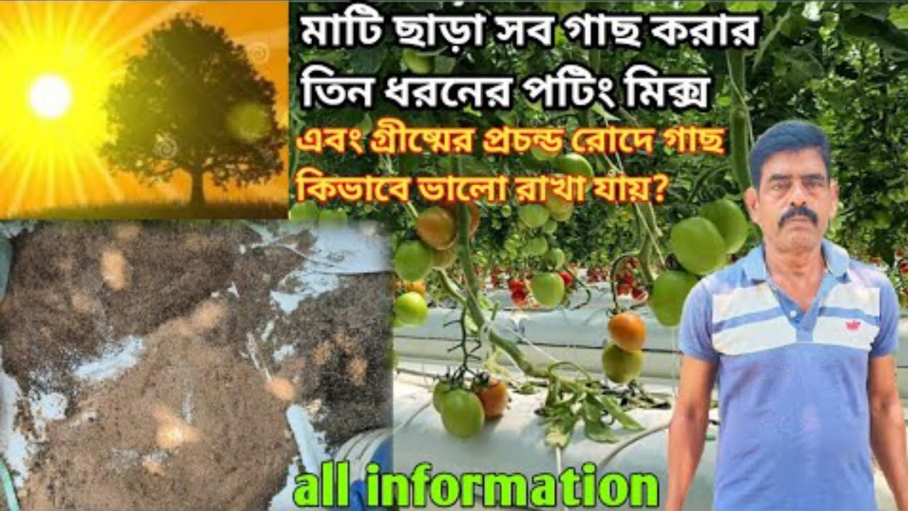 মাটি ছাড়াই তিনটি উপকরণ দিয়ে খুব সহজেই করুন টবে গাছ।