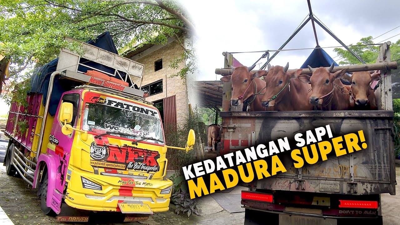 Truk Pertama 🔥Isinya Sapi Madura Super, masih free semua siap booking di Bintang tani Madani