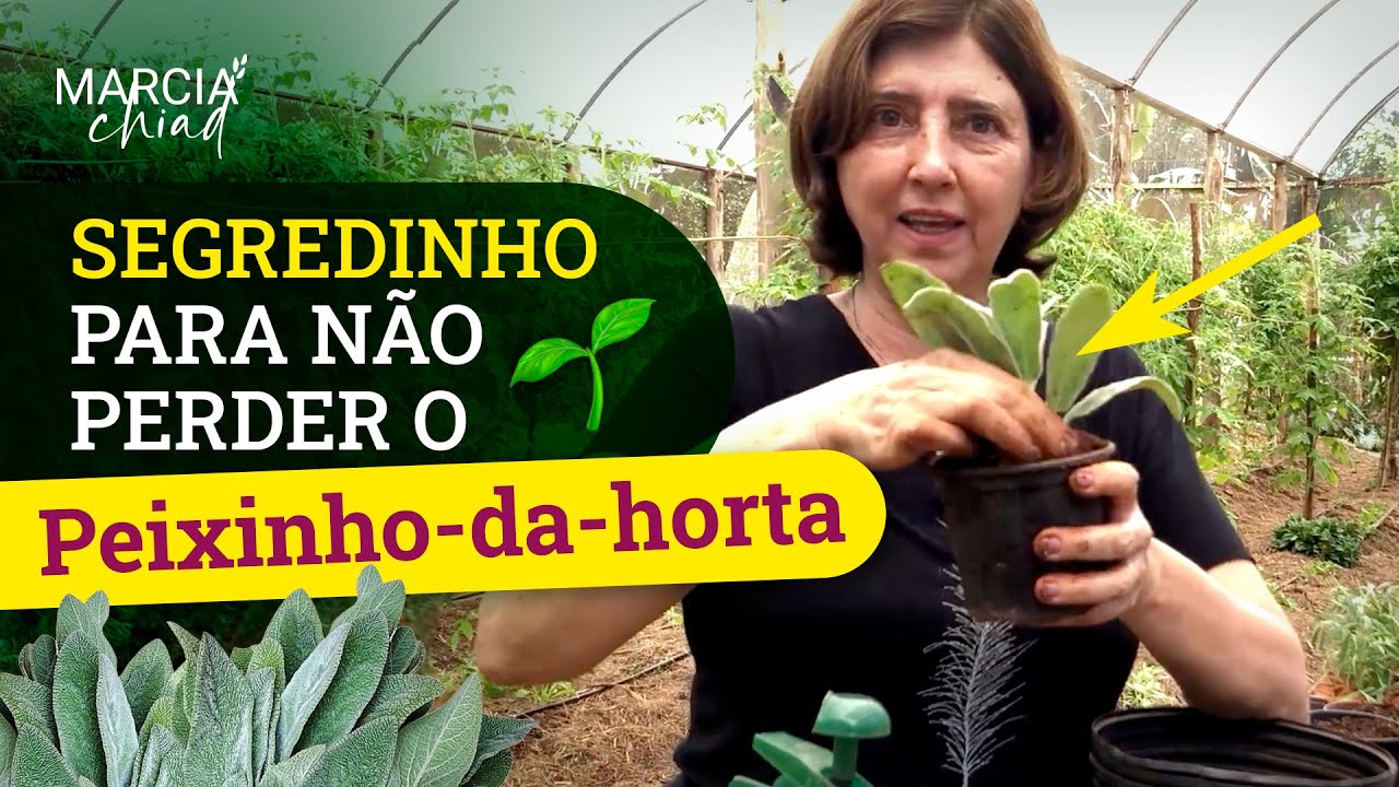SEGREDINHO PARA FAZER MUDA DE PEIXINHO DA HORTA - Horta em Casa  | Marcia Chiad