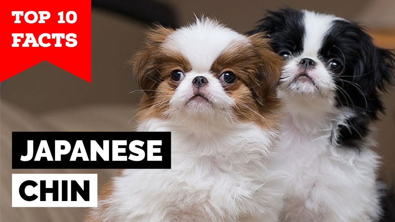 Japanese Chin - Top 10 Facts