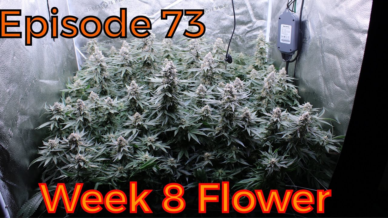 Spider Farmer | VeryCherry Godbud - Week 8 Flower - Ep. 73