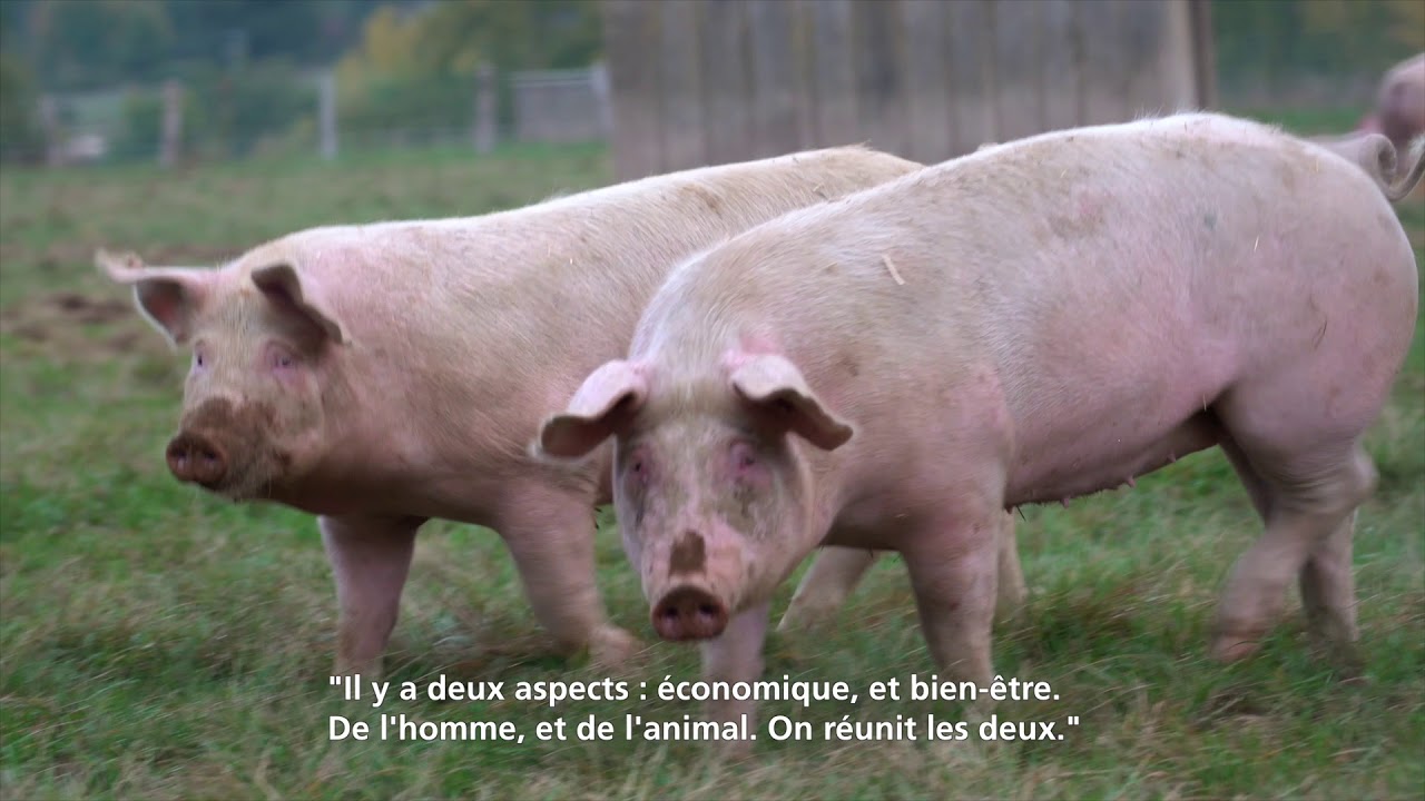 RENCONTRE AVEC Dominique MAINARD   Eleveur de porcs plein air