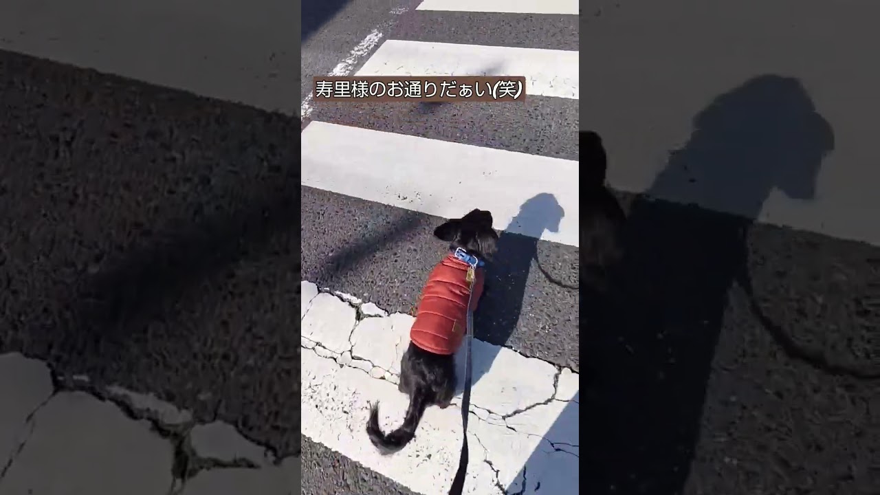 慎重に横断歩道を歩く寿里くん。信号青でも気を付けないとですね🍀