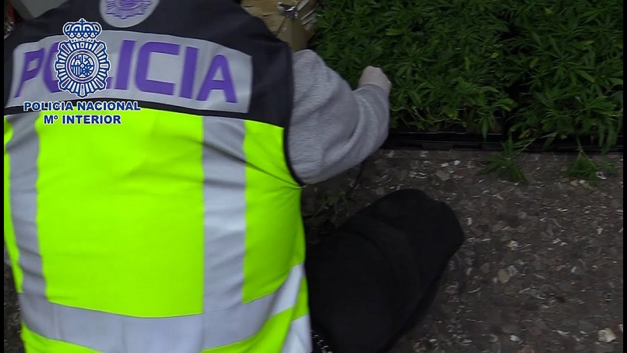 Desmanteladas seis plantaciones 'indoor' de marihuana en Madrid