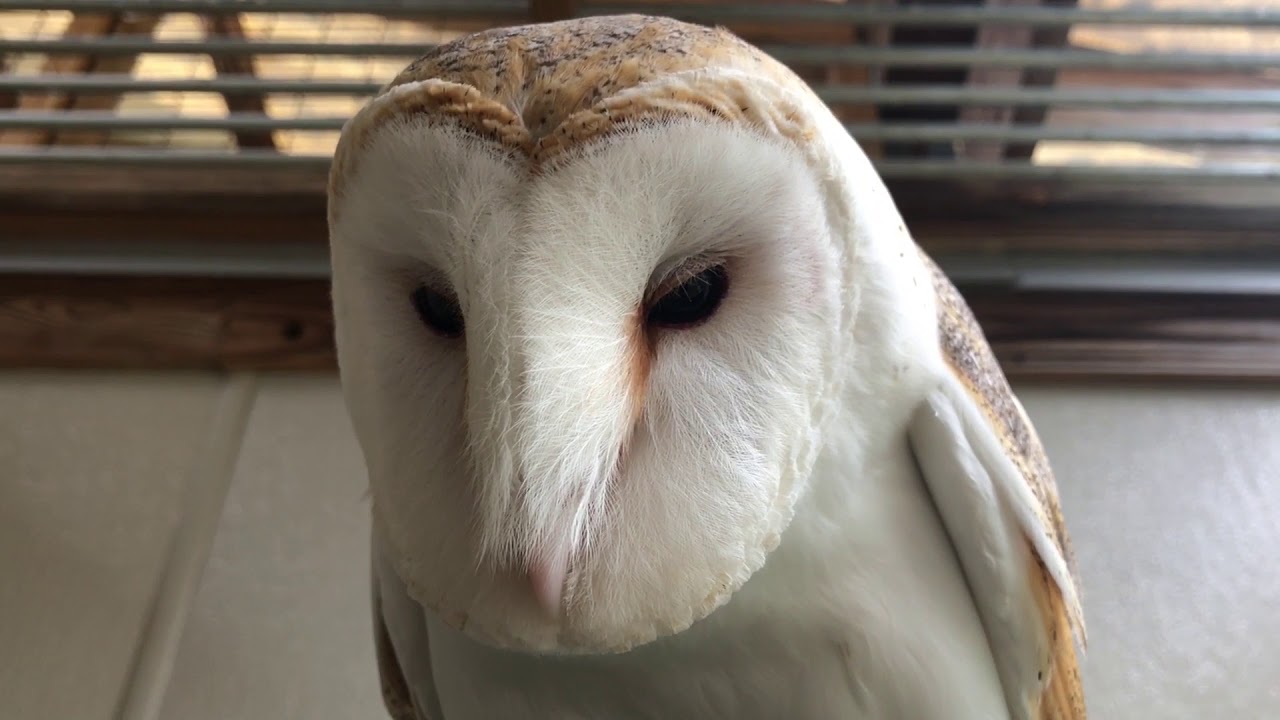 Barn Owls
