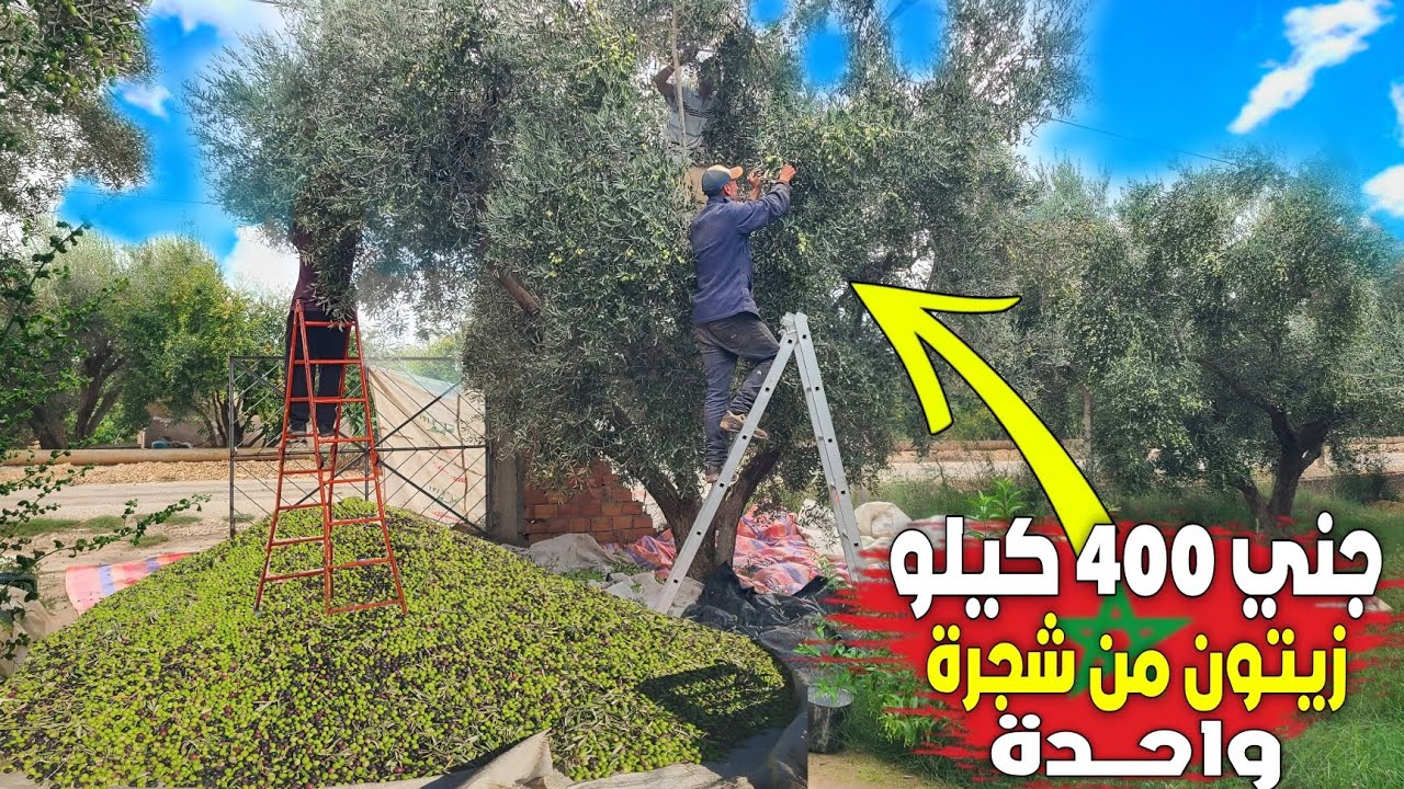 شجرة وحدة عطات 400 كيلو زيتون! 😱 فلاح من بركان يوضح السر من داخل افضل ضيعة زيتون بإقليم بركان