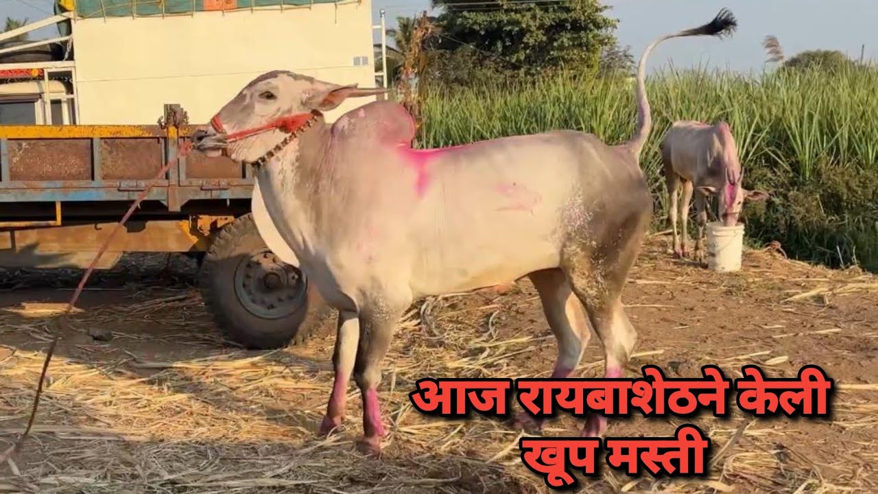 आज रायबाशेठने केली खूप मस्ती 🥰 | Bailgada Sharyat |