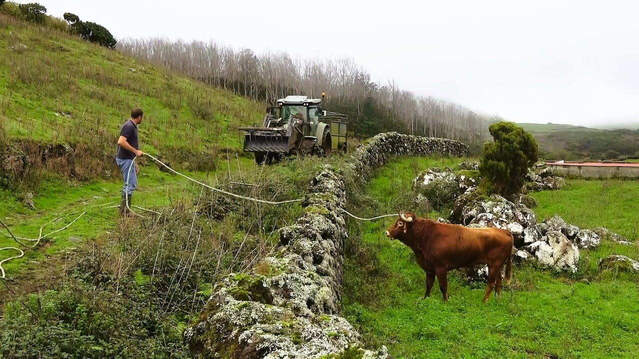 JAF - Captura De Touro Debilitado Para Medicação - Capture Of Weakened Bull For Medication - Azores