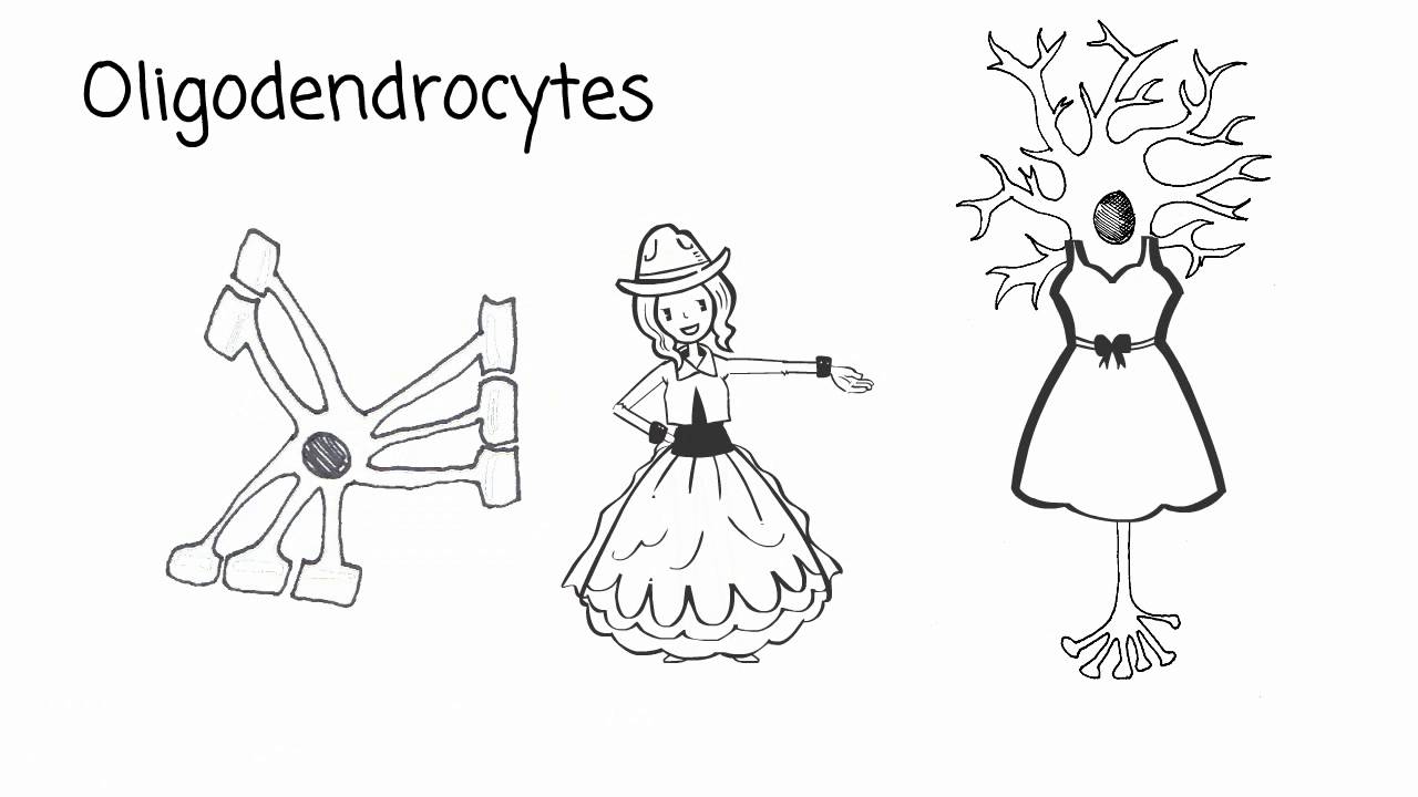 Introducing the Neuroglia