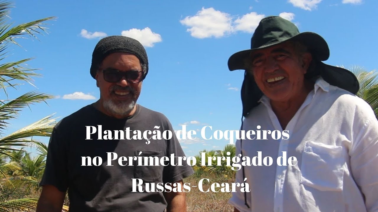 Plantação de Coqueiros no Perímetro Irrigado de Russas Ceará