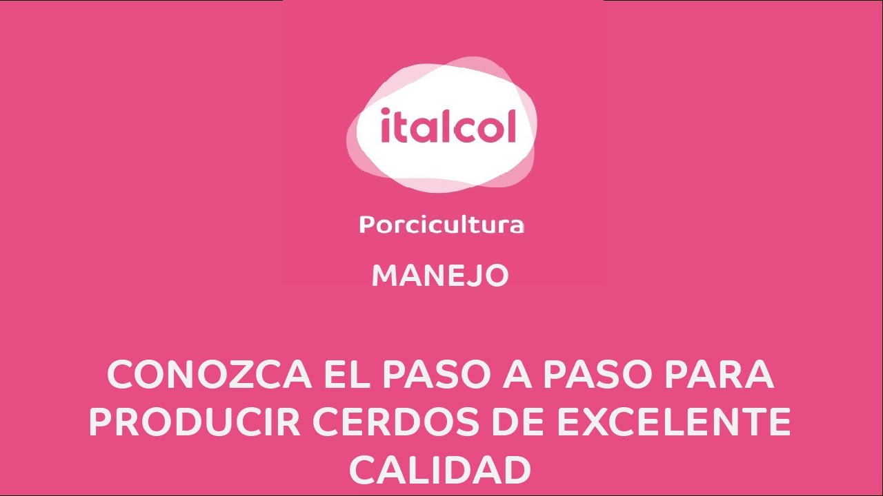 MANEJO - Conozca el paso a paso para producir cerdos de excelente calidad