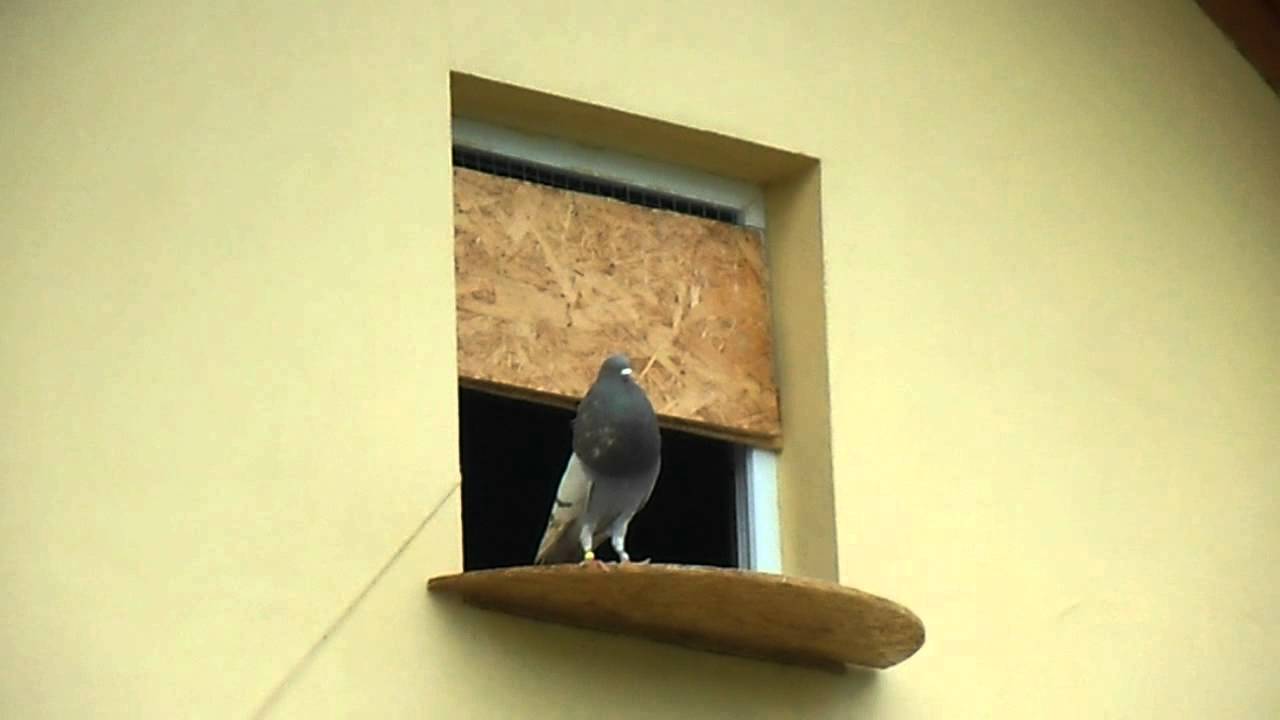thief pouter's flight around loft