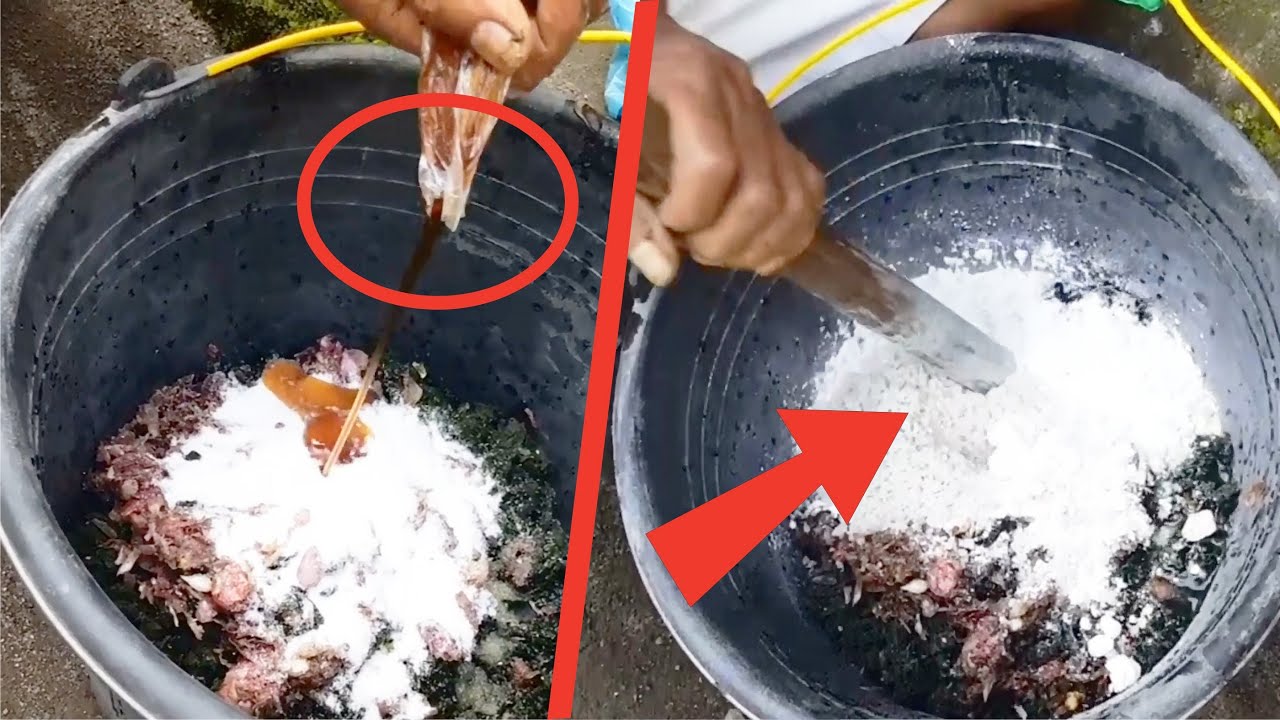 Cara Membuat Pupuk Organik Cair Di rumah Dengan Mudah Dari Air Hujan | Anda Bisa Coba Sendiri