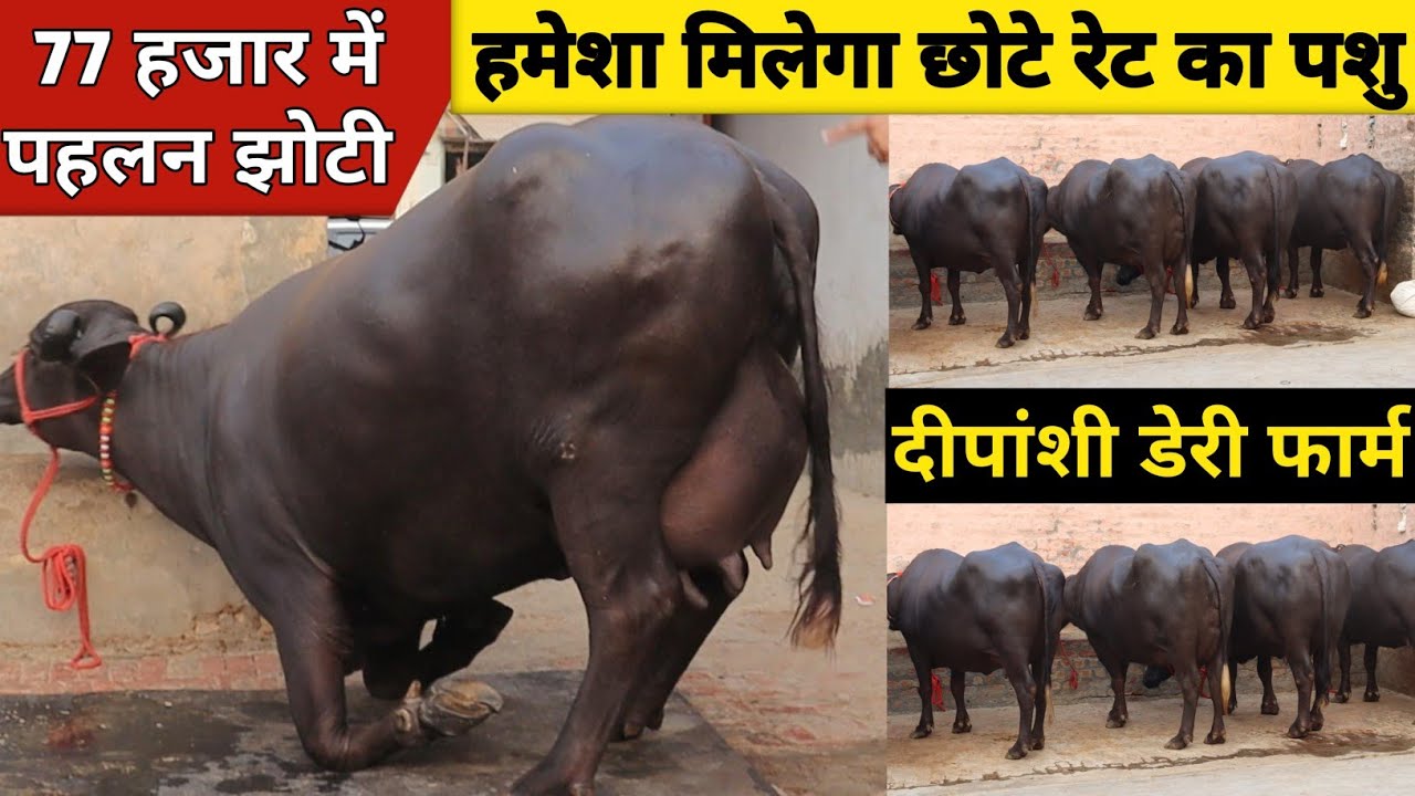 77 हजार में पहलन झोटी के साथ ताजा ब्याई आठ भैंसे, एक ही जगह | Deepanshi Dairy Farm (8295956415)